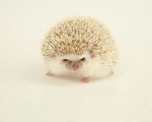 Preview wallpaper hedgehog, spines, light