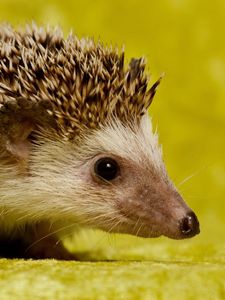 Preview wallpaper hedgehog, spines, muzzle