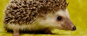 Preview wallpaper hedgehog, spines, muzzle