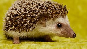 Preview wallpaper hedgehog, spines, muzzle