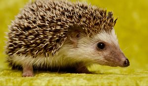 Preview wallpaper hedgehog, spines, muzzle