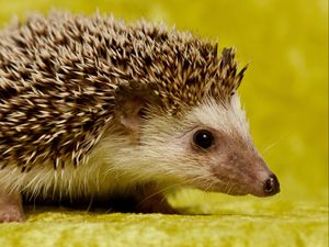 Preview wallpaper hedgehog, spines, muzzle