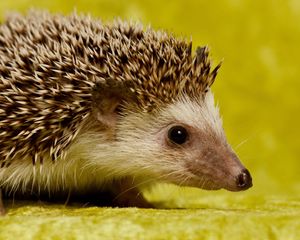 Preview wallpaper hedgehog, spines, muzzle