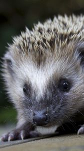 Preview wallpaper hedgehog, spines, nose, muzzle