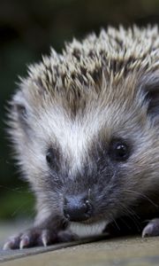 Preview wallpaper hedgehog, spines, nose, muzzle