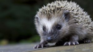 Preview wallpaper hedgehog, spines, nose, muzzle