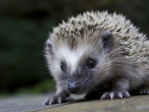 Preview wallpaper hedgehog, spines, nose, muzzle