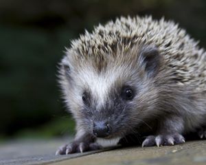 Preview wallpaper hedgehog, spines, nose, muzzle