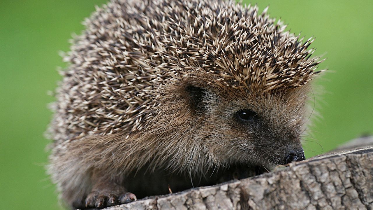 Wallpaper hedgehog, spines, small