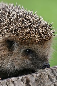 Preview wallpaper hedgehog, spines, small