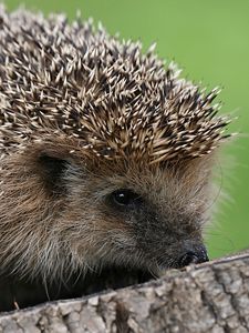 Preview wallpaper hedgehog, spines, small