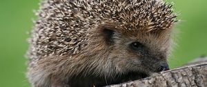 Preview wallpaper hedgehog, spines, small