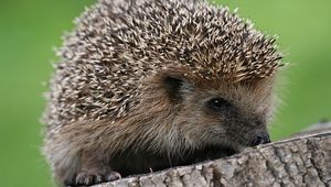 Preview wallpaper hedgehog, spines, small