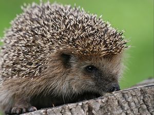 Preview wallpaper hedgehog, spines, small