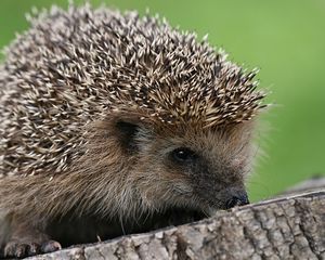 Preview wallpaper hedgehog, spines, small