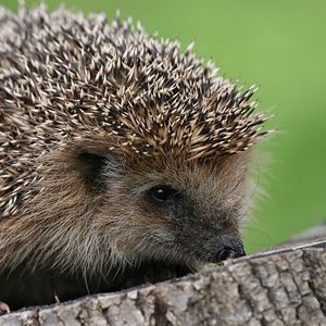 Preview wallpaper hedgehog, spines, small