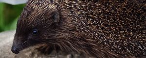 Preview wallpaper hedgehog, thorns, muzzle