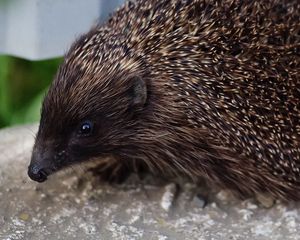 Preview wallpaper hedgehog, thorns, muzzle