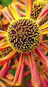 Preview wallpaper helenium, flower, inflorescence, macro