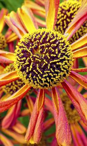 Preview wallpaper helenium, flower, inflorescence, macro