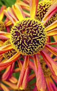 Preview wallpaper helenium, flower, inflorescence, macro