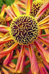 Preview wallpaper helenium, flower, inflorescence, macro