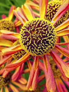 Preview wallpaper helenium, flower, inflorescence, macro