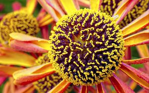 Preview wallpaper helenium, flower, inflorescence, macro