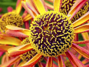 Preview wallpaper helenium, flower, inflorescence, macro