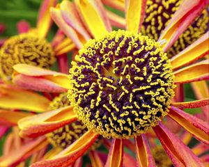 Preview wallpaper helenium, flower, inflorescence, macro