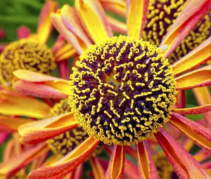 Preview wallpaper helenium, flower, inflorescence, macro