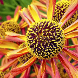 Preview wallpaper helenium, flower, inflorescence, macro