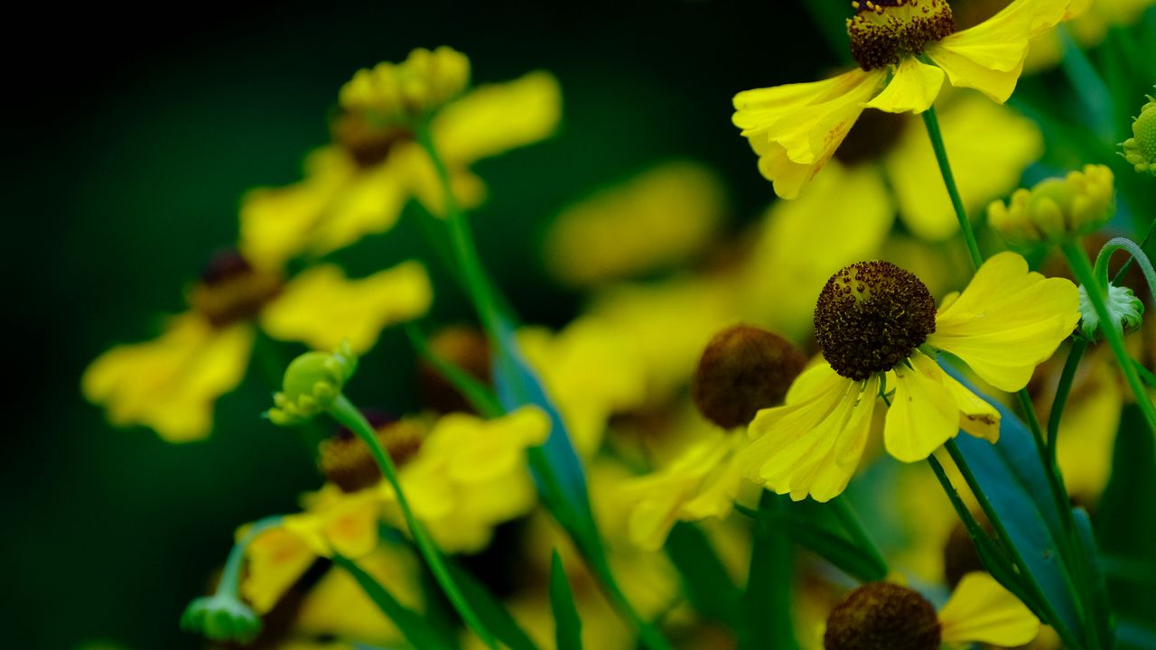 Wallpaper helenium, flowers, petals, yellow