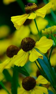 Preview wallpaper helenium, flowers, petals, yellow