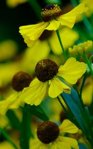 Preview wallpaper helenium, flowers, petals, yellow