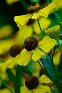 Preview wallpaper helenium, flowers, petals, yellow