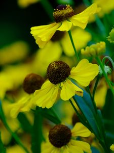 Preview wallpaper helenium, flowers, petals, yellow