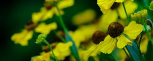 Preview wallpaper helenium, flowers, petals, yellow