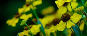 Preview wallpaper helenium, flowers, petals, yellow