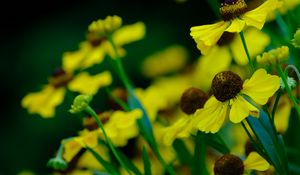 Preview wallpaper helenium, flowers, petals, yellow