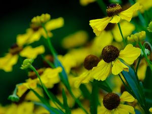 Preview wallpaper helenium, flowers, petals, yellow