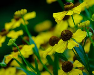 Preview wallpaper helenium, flowers, petals, yellow