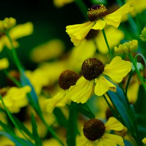 Preview wallpaper helenium, flowers, petals, yellow