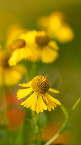 Preview wallpaper helenium, flowers, petals, yellow, blur