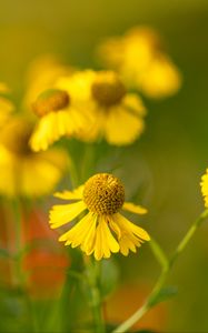 Preview wallpaper helenium, flowers, petals, yellow, blur