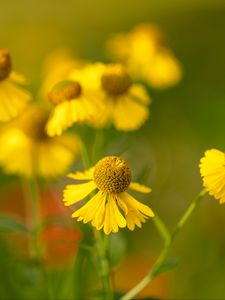 Preview wallpaper helenium, flowers, petals, yellow, blur