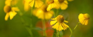 Preview wallpaper helenium, flowers, petals, yellow, blur