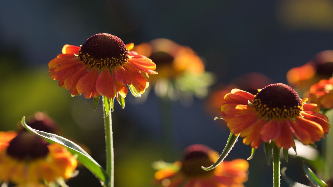 Wallpaper helenium, flowers, petals, orange, macro