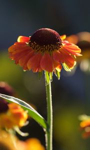 Preview wallpaper helenium, flowers, petals, orange, macro