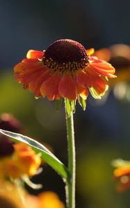 Preview wallpaper helenium, flowers, petals, orange, macro